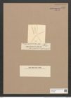 Asterionella gracillima (Hantz.) Heib. (de-Toni-Nr.: Genus 70, Species 2692) Zeichnungen Sammlung Grunow Nr. 5520 (NHMW-BOT-W0373969)